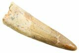 Fossil Spinosaurus Tooth - Real Dinosaur Tooth #364211-1
